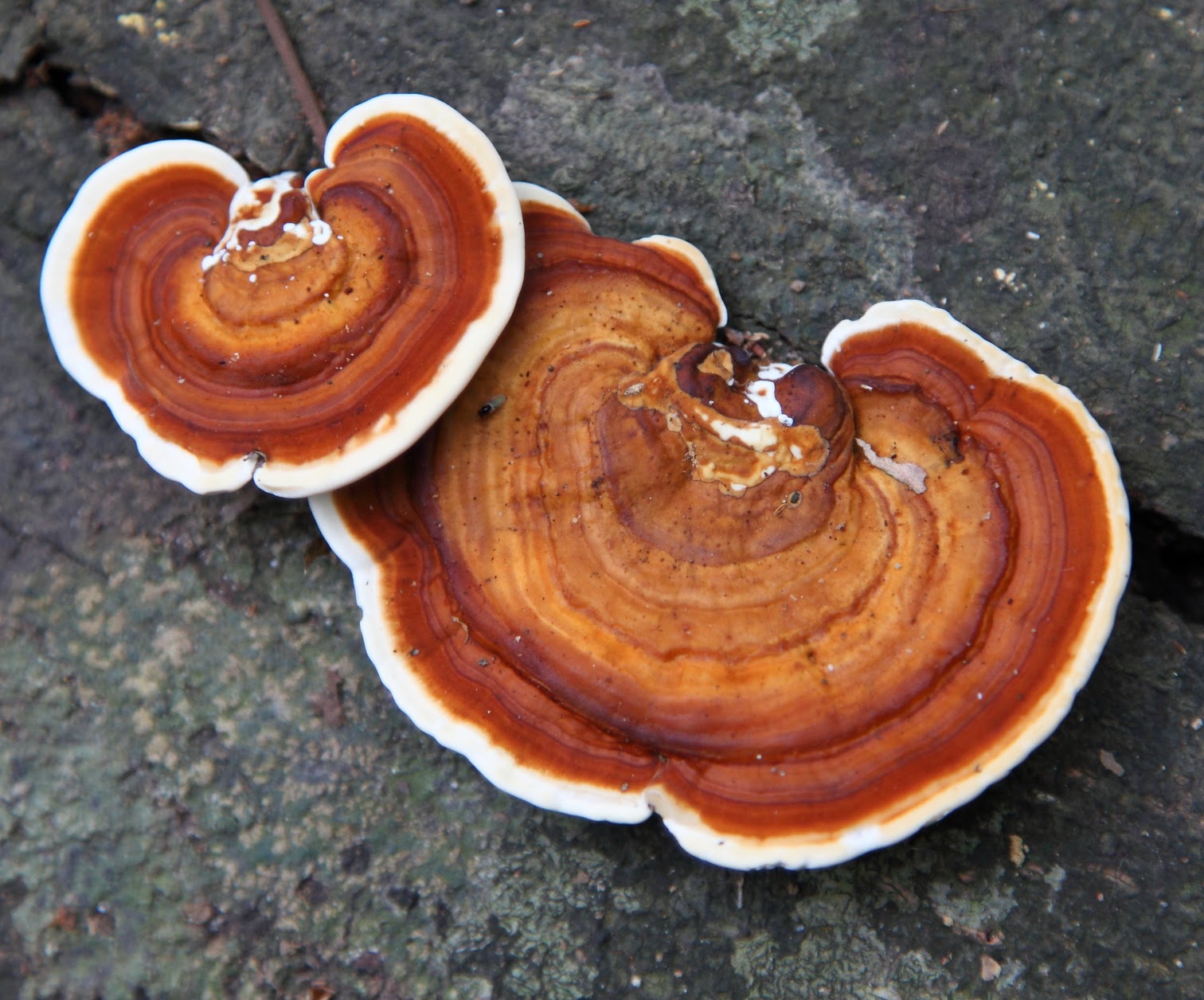 Natura Mundi: Info plante : Les champignons champions